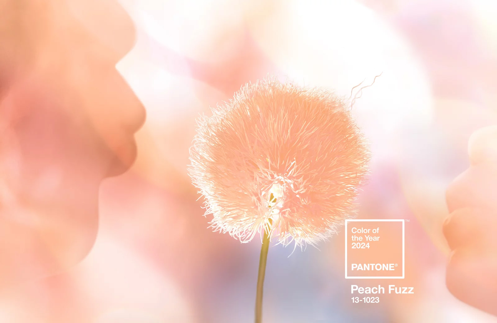 A998ab56b71d0c220c3f pantone peach fuzz