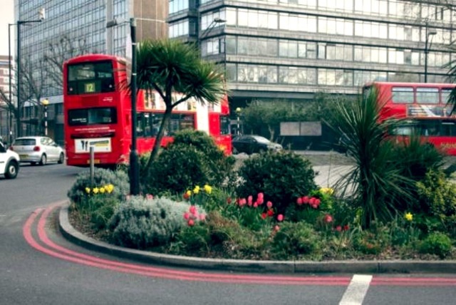 Guerrilla Gardening