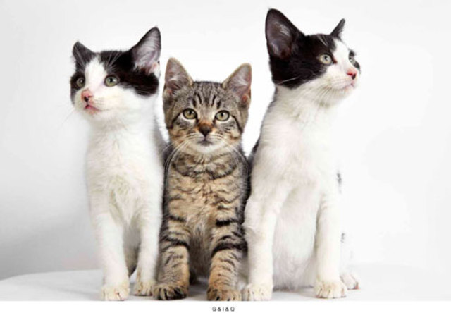 PHIBBS-HUMANE-SOCIETY-PART-6-MAY-2013-8