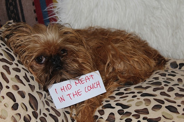 dogshaming14