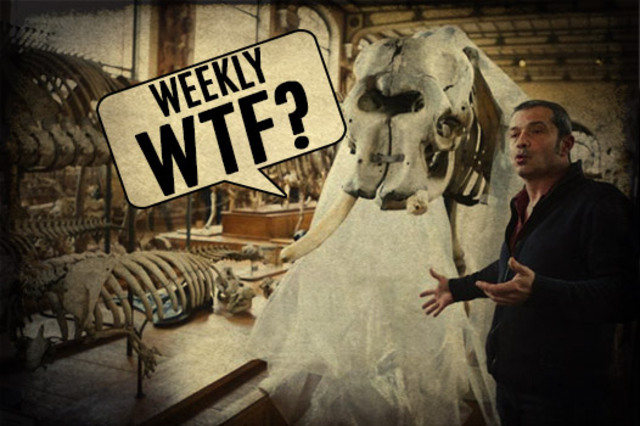 Paris-Museum-Elephant-Tusk