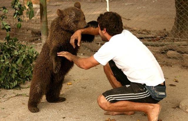 Bear-cub_1374973i