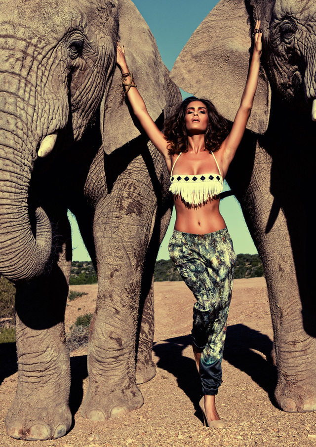Elephant Shoot @South Africa