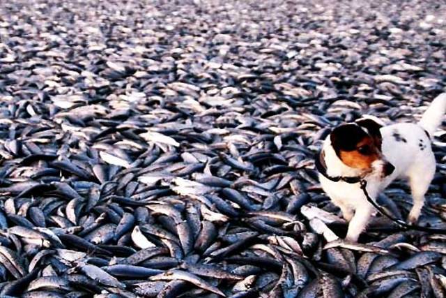 20-tons-dead-fish-norwegian-beach-january-2-2012