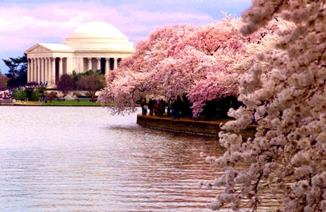 CherryBlossomFest