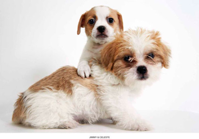 PHIBBS-HUMANE-SOCIETY-PART-6-MAY-2013-21