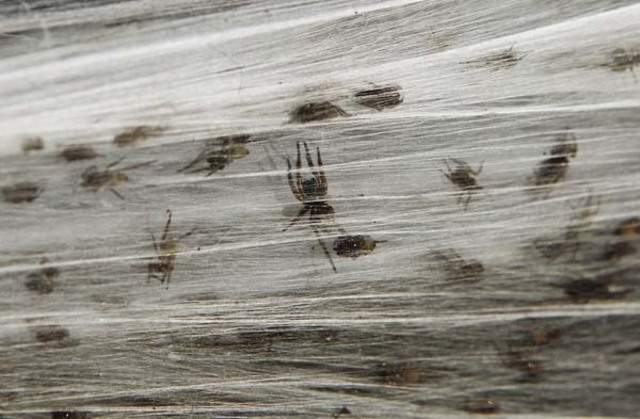 spiders6