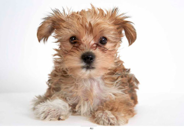 PHIBBS-HUMANE-SOCIETY-PART-6-MAY-2013-15