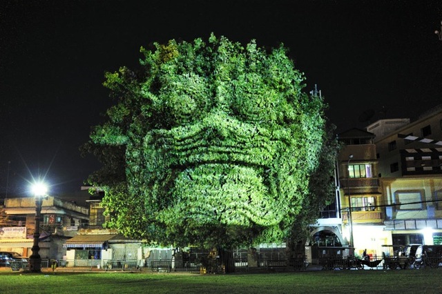 clementbriendcambodiantrees3