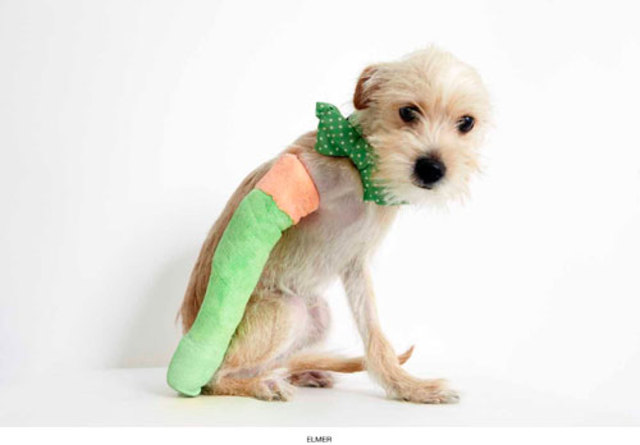 PHIBBS-HUMANE-SOCIETY-PART-6-MAY-2013-5