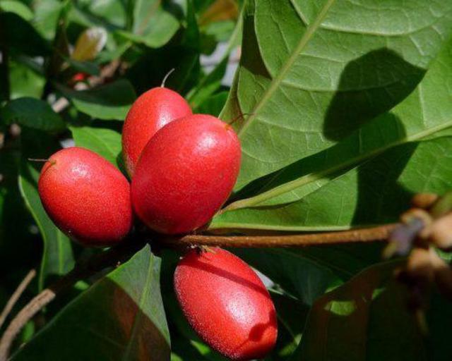 miraclefruit