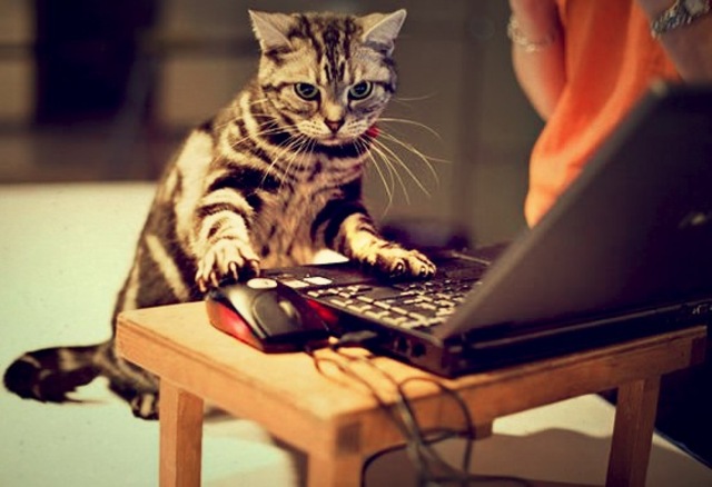 catfilmfestival