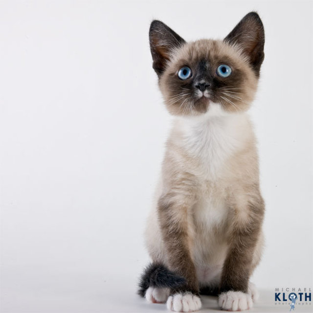 sheltercats07