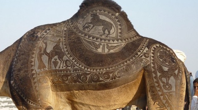 Bikaner-camel-festival-550x308