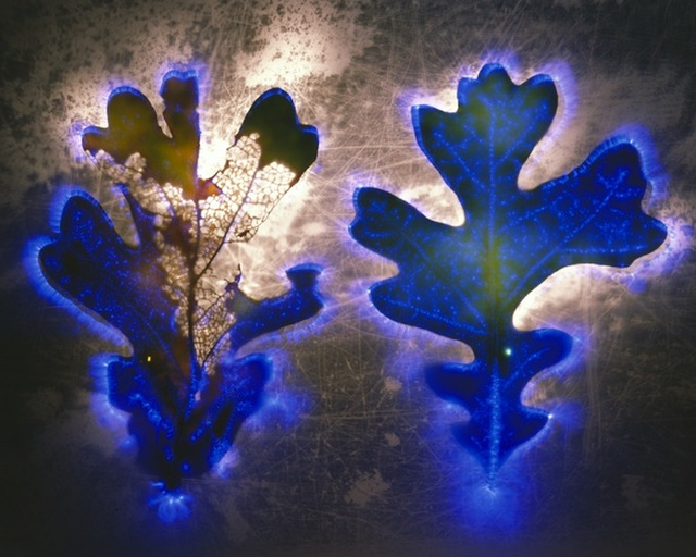 flowers 3