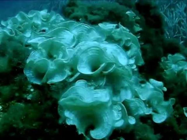 algae