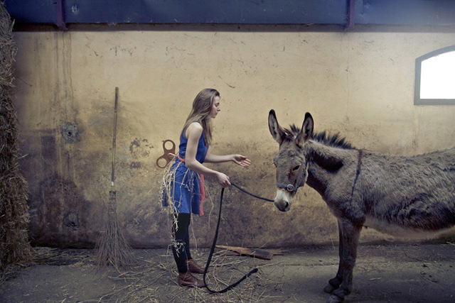7_donkey