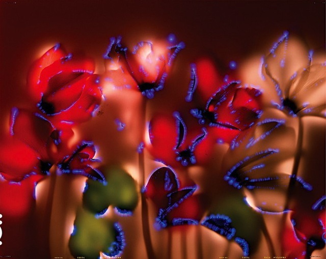 flowers 1