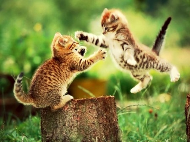 Cute Fight