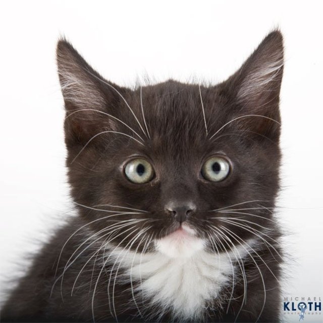 sheltercats05