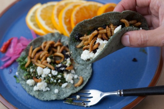 Don_Bugito-bug_tacos