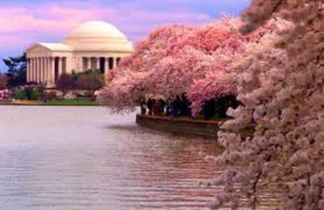 CherryBlossomFest.