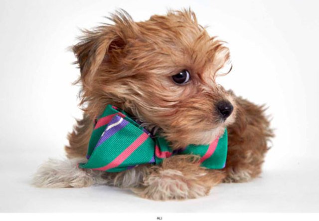 PHIBBS-HUMANE-SOCIETY-PART-6-MAY-2013-19