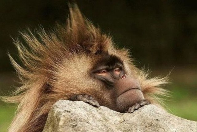 Monkey Hairstyle