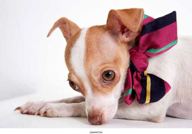 PHIBBS-HUMANE-SOCIETY-PART-6-MAY-2013-11
