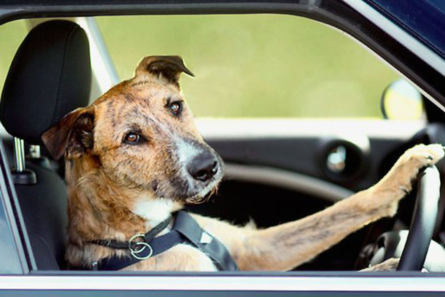 Dogs Driving Minis