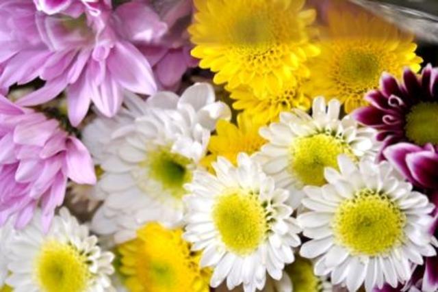 Fresh Flowers