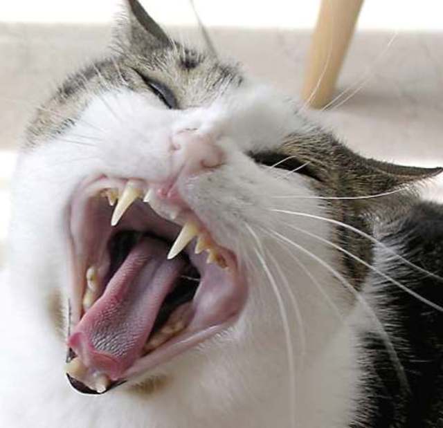 cat attack omg so scary
