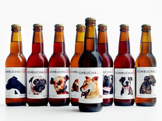 Kombucha-dog-031913-la-620