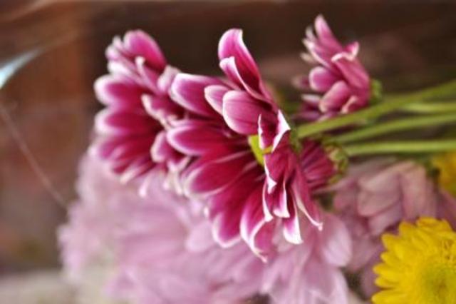 Spring Flowers