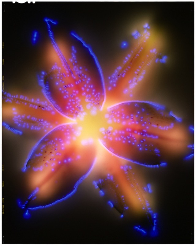 flowers 2