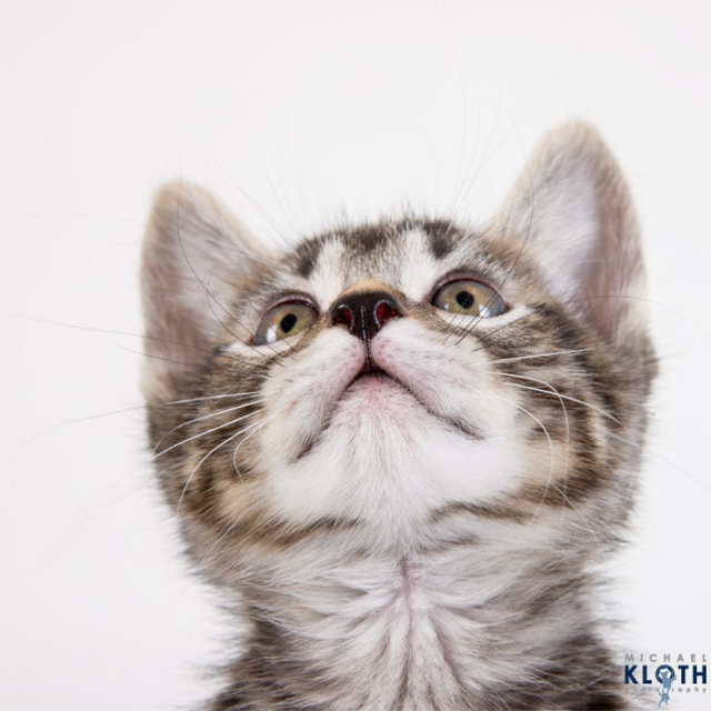 sheltercats11