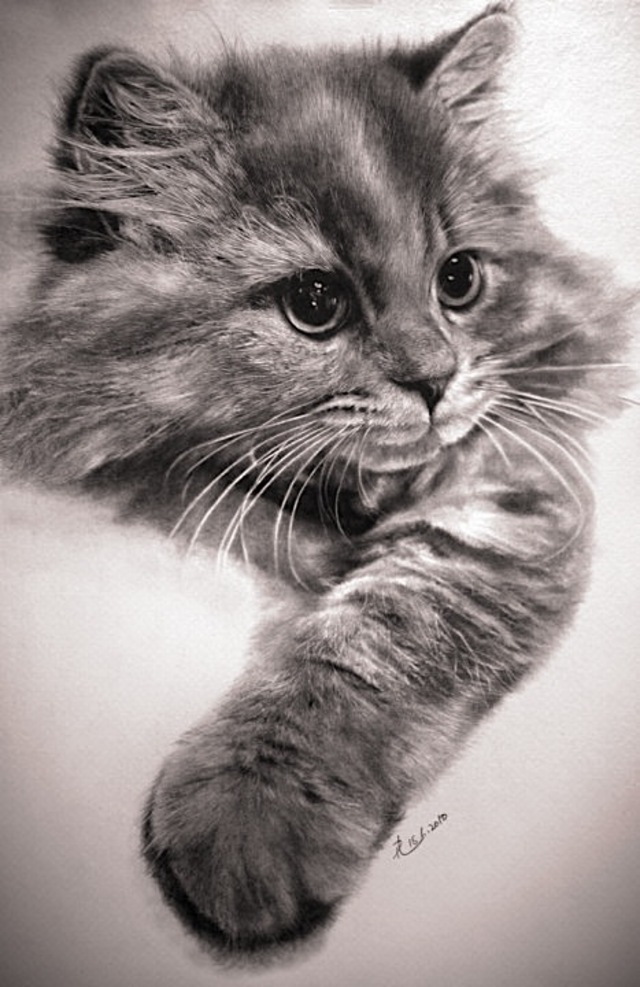 realisticcatdrawings