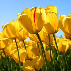 Re sized 80e2c0bba8d37a98d0d9 tulips