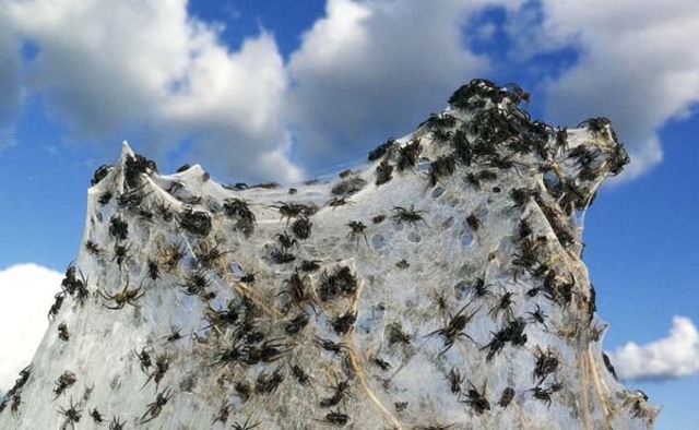 spiders15