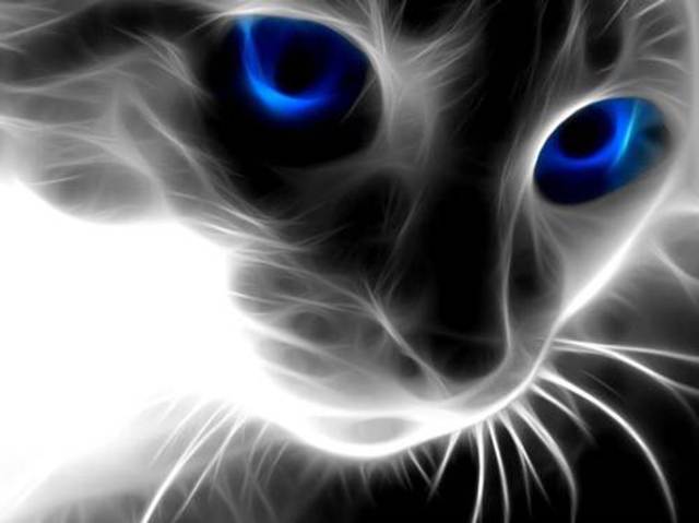 el gato