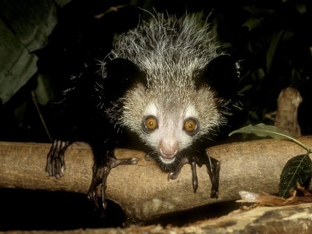 aye-aye