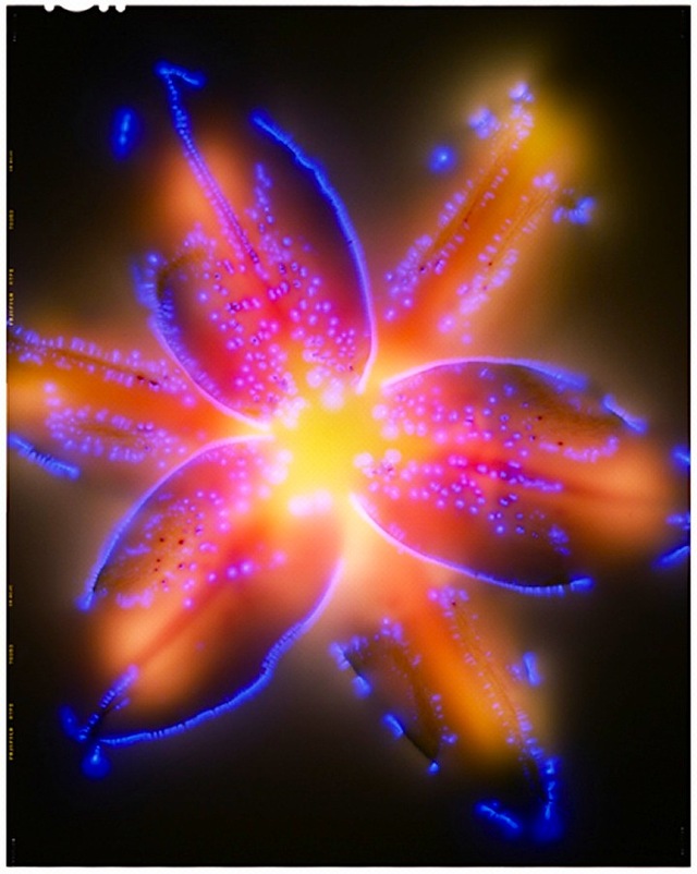 Electrocuted Plants