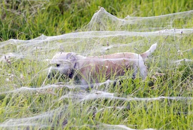 spiders7