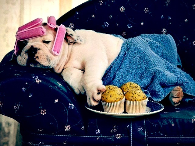 pampereddognwehair