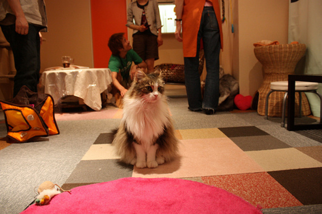Neka Jalala cat cafÃ©