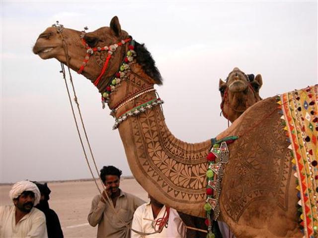 Bikaner-camel-festival5