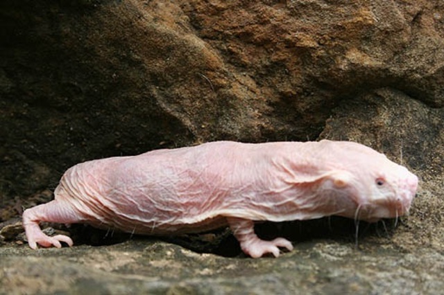 mole-rat