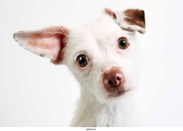 PHIBBS-HUMANE-SOCIETY-PART-6-MAY-2013-2