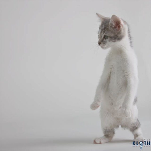sheltercats04