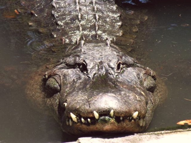 alligator Teeth